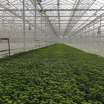 Greenhouse Hydroponic System for Vegetables and Flowers Double Layer Functionality