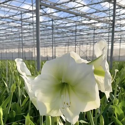 Greenhouse Hydroponic System for Vegetables and Flowers Double Layer Functionality