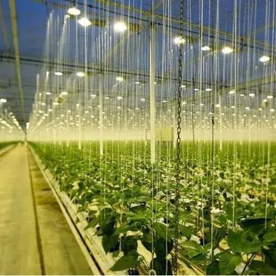 Humidity-Regulated Illuminating Growing Greenhouse 12.09cm * 2.35cm * 2.39cm Package Size