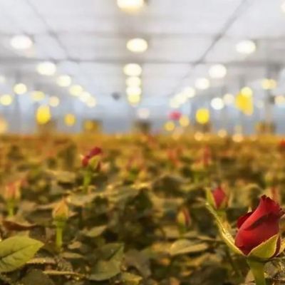 Humidity-Regulated Illuminating Growing Greenhouse 12.09cm * 2.35cm * 2.39cm Package Size
