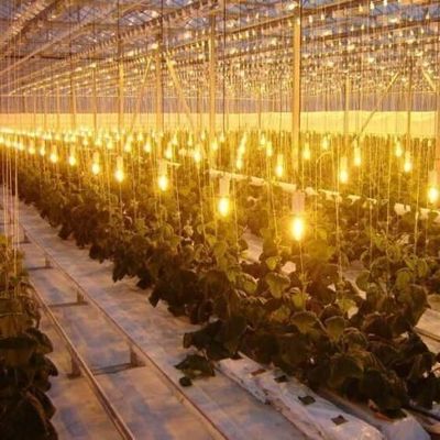 Humidity-Regulated Illuminating Growing Greenhouse 12.09cm * 2.35cm * 2.39cm Package Size