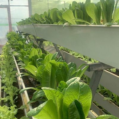 Glass Covered Hydroponic Seedlings Greenhouse with Outdoor Shading and Spray Cooling