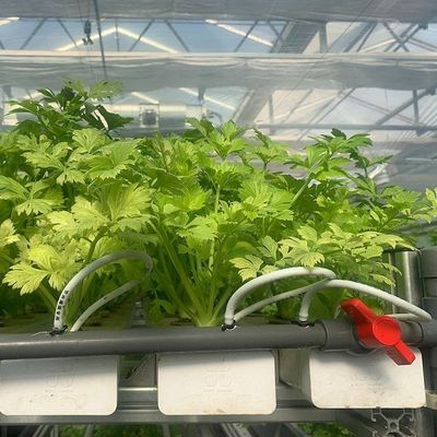 Glass Covered Hydroponic Seedlings Greenhouse with Outdoor Shading and Spray Cooling