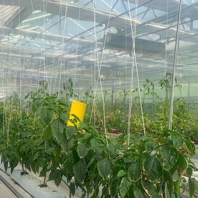 Glass Covered Hydroponic Seedlings Greenhouse with Outdoor Shading and Spray Cooling