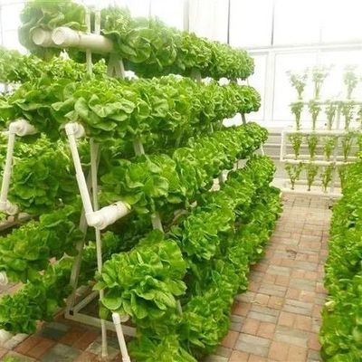 Glass Covered Hydroponic Seedlings Greenhouse with Outdoor Shading and Spray Cooling