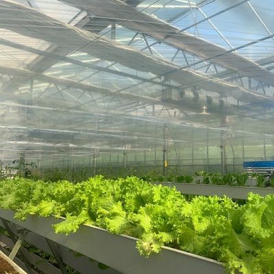 Square Meter Hydroponics Film Greenhouse Facility for Year-Round Crop Production