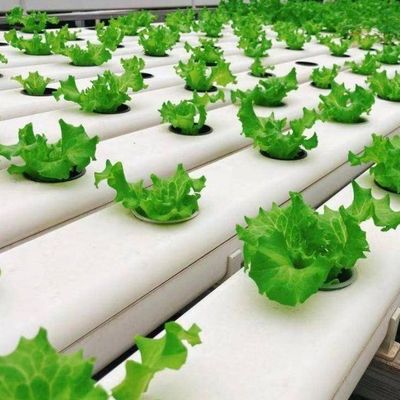 Square Meter Hydroponics Film Greenhouse Facility for Year-Round Crop Production