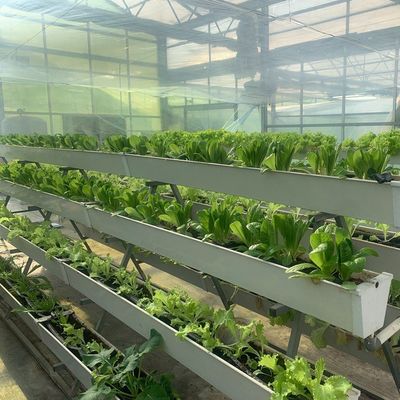 Square Meter Hydroponics Film Greenhouse Facility for Year-Round Crop Production
