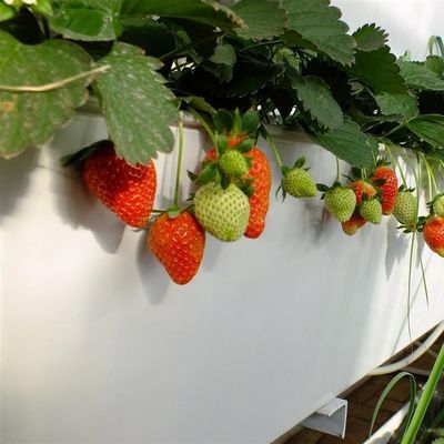 Square Meter Hydroponics Film Greenhouse Facility for Year-Round Crop Production