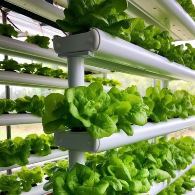 Galvanized Steel Tube Glass Greenhouse with Irrigation and Excellent Customer Service