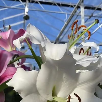 Double Layer Commercial Greenhouse for Intelligent Planting of Vegetables and Flowers