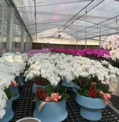 Greenhouse for Seedling Cultivation Illuminated by Wet Curtain and Customizable Options