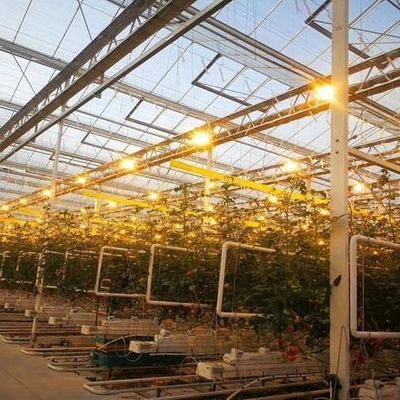 Greenhouse for Seedling Cultivation Illuminated by Wet Curtain and Customizable Options