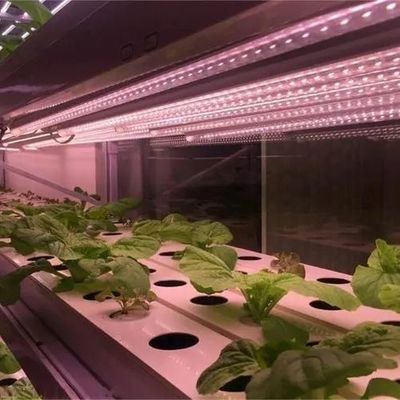 Greenhouse for Seedling Cultivation Illuminated by Wet Curtain and Customizable Options
