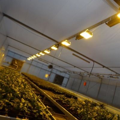 Greenhouse for Seedling Cultivation Illuminated by Wet Curtain and Customizable Options