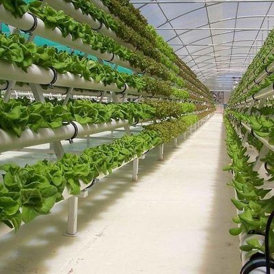 Greenhouse for Seedling Cultivation Illuminated by Wet Curtain and Customizable Options