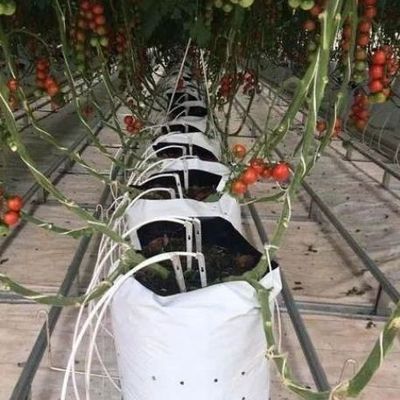 Greenhouse for Seedling Cultivation Illuminated by Wet Curtain and Customizable Options