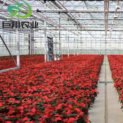 Hydroponics Cultivation Method Agriculture Glass Greenhouse for Tomato/Fruit Tempered