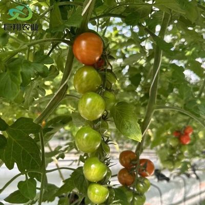 Hydroponics Cultivation Method Agriculture Glass Greenhouse for Tomato/Fruit Tempered