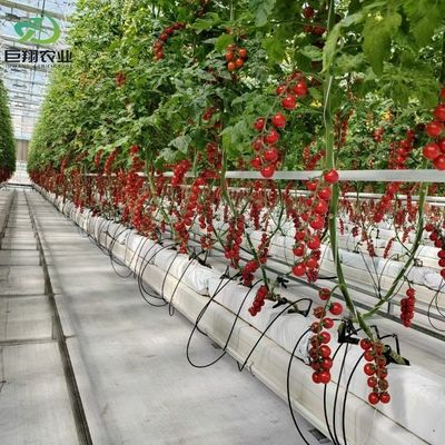 Hydroponics Cultivation Method Agriculture Glass Greenhouse for Tomato/Fruit Tempered