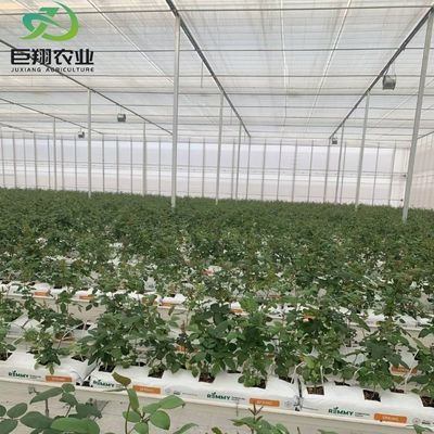 Hydroponics Cultivation Method Agriculture Glass Greenhouse for Tomato/Fruit Tempered
