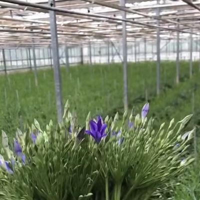 Large and Venlo Style Glass Agricultural Greenhouse with Automatic Control System