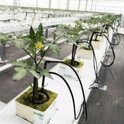 Customized Greenhouse for Agriculture Commercial Glass/Tempering Glass/Float Glass