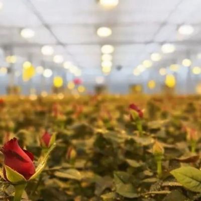 Glass Cover JX-GG-12 Shaded Hydroponic Seedling Facility Illuminate Greenhouse by Juxiang