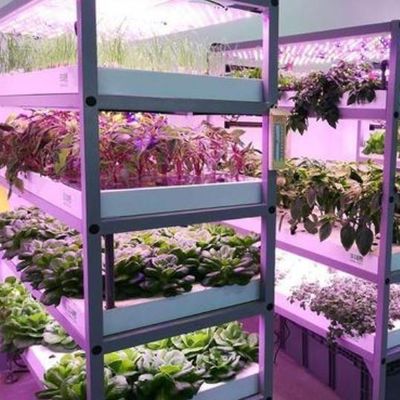 jx-gg-002 Illuminating Hydroponic Humidity Seedling Film Greenhouse and Return Refunds