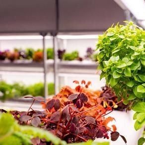 Hydroponic Seedling Facility Indoor Shading Film Greenhouse with Outdoor Shading