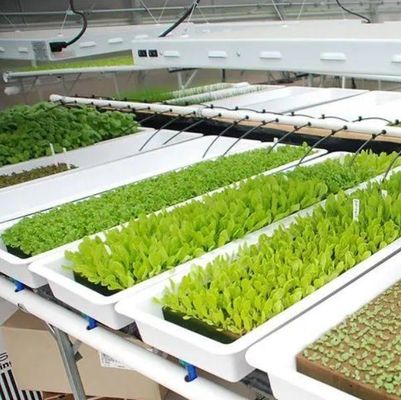 Hydroponic Seedling Facility Indoor Shading Film Greenhouse with Outdoor Shading