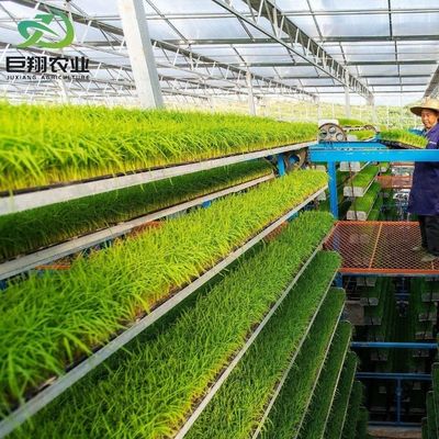 Customized Span 8m 9.6m 12m Greenhouse for Cucumber Made of Hot-DIP Galvanized Steel Pipe