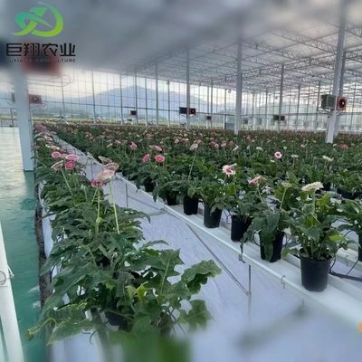 Customized Span 8m 9.6m 12m Greenhouse for Cucumber Made of Hot-DIP Galvanized Steel Pipe