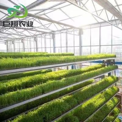 Customized Span 8m 9.6m 12m Greenhouse for Cucumber Made of Hot-DIP Galvanized Steel Pipe