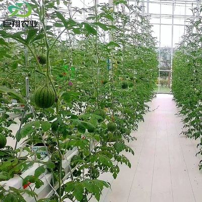 Customized Span 8m 9.6m 12m Greenhouse for Cucumber Made of Hot-DIP Galvanized Steel Pipe