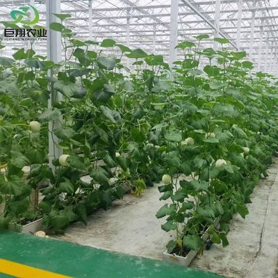 Customized Span 8m 9.6m 12m Greenhouse for Cucumber Made of Hot-DIP Galvanized Steel Pipe