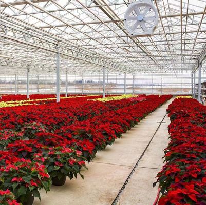 Hydroponics Cultivation Method Commercial Heating Garden Glass Greenhouse for Plants