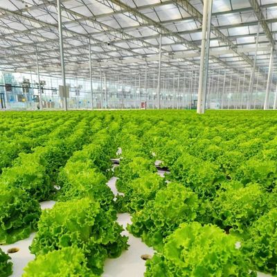Reasonably Priced Glass Greenhouse for Large Vegetable Production and Large Size