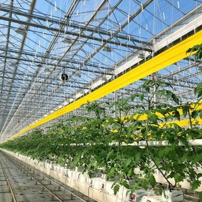 Reasonably Priced Glass Greenhouse for Large Vegetable Production and Large Size