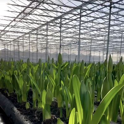 Double Layer Glass Greenhouse Canopy for Flowers 50.00cm * 60.00cm * 80.00cm Package Size