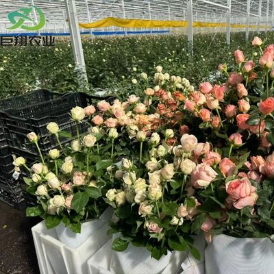 Customized JX-Glass Green House 2023 Juxiang Agriculture Equipment with Cooling System