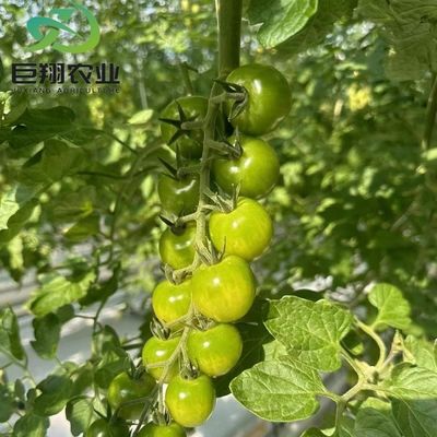 Customized JX-Glass Green House 2023 Juxiang Agriculture Equipment with Cooling System