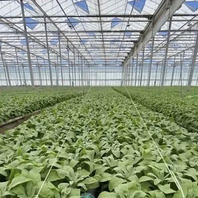 Steel Structure Drip Irrigation Glass Greenhouse for Plants Roofing Shape a Type Roof