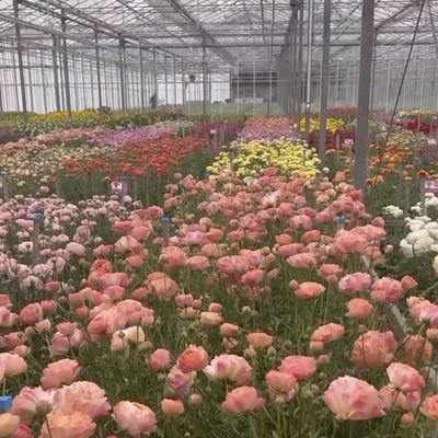 Customized Double Layer Multi Glass Greenhouse for Flowers Made to Your Specifications