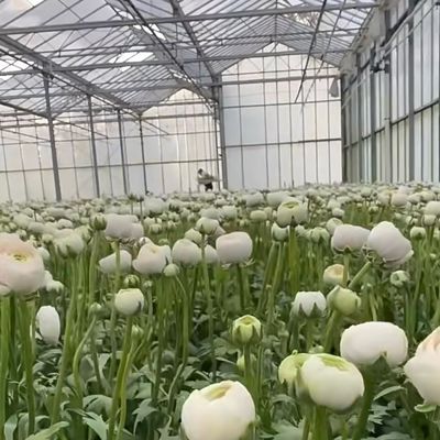Customized Double Layer Multi Glass Greenhouse for Flowers Made to Your Specifications