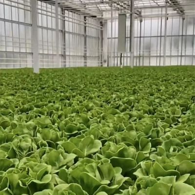 Customized Double Layer Multi Glass Greenhouse for Flowers Made to Your Specifications