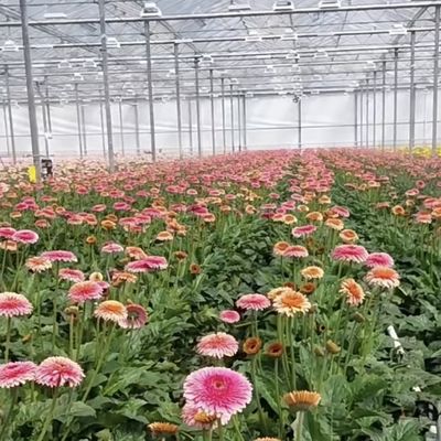 Customized Double Layer Multi Glass Greenhouse for Flowers Made to Your Specifications