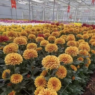 Multi Span Shading Screen System Glass Greenhouse Package Size 50.00cm * 60.00cm * 80.00cm