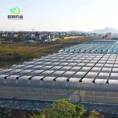 Customized Multi-Span Film Greenhouse for Hydroponic Tomatoes/Cucumbers/Peppers/Strawberries