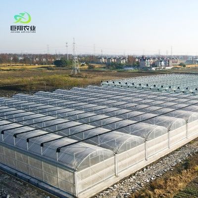 Customized Multi-Span Film Greenhouse for Hydroponic Tomatoes/Cucumbers/Peppers/Strawberries